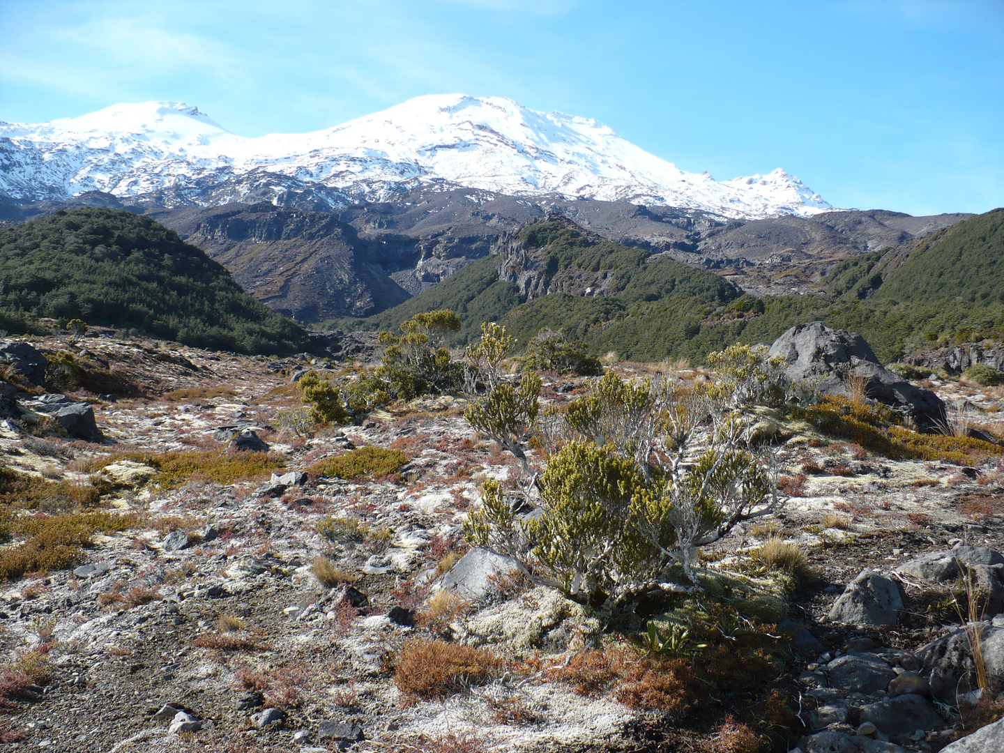 An image depicting the trail Horopito Track and its surrounding area.