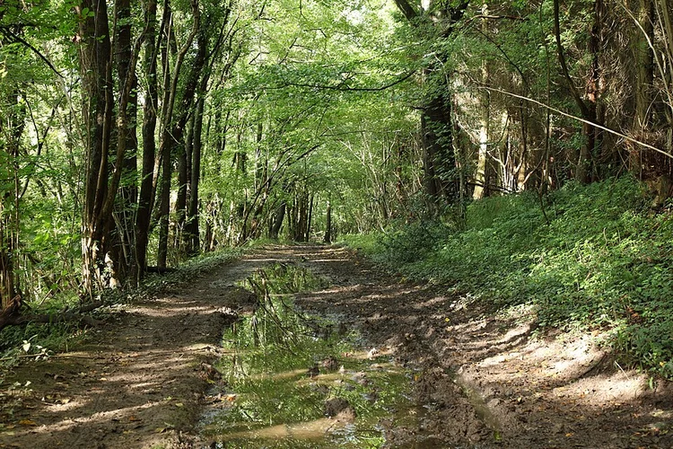 Collet's Bottom Wood and Rudloe Wood Loop