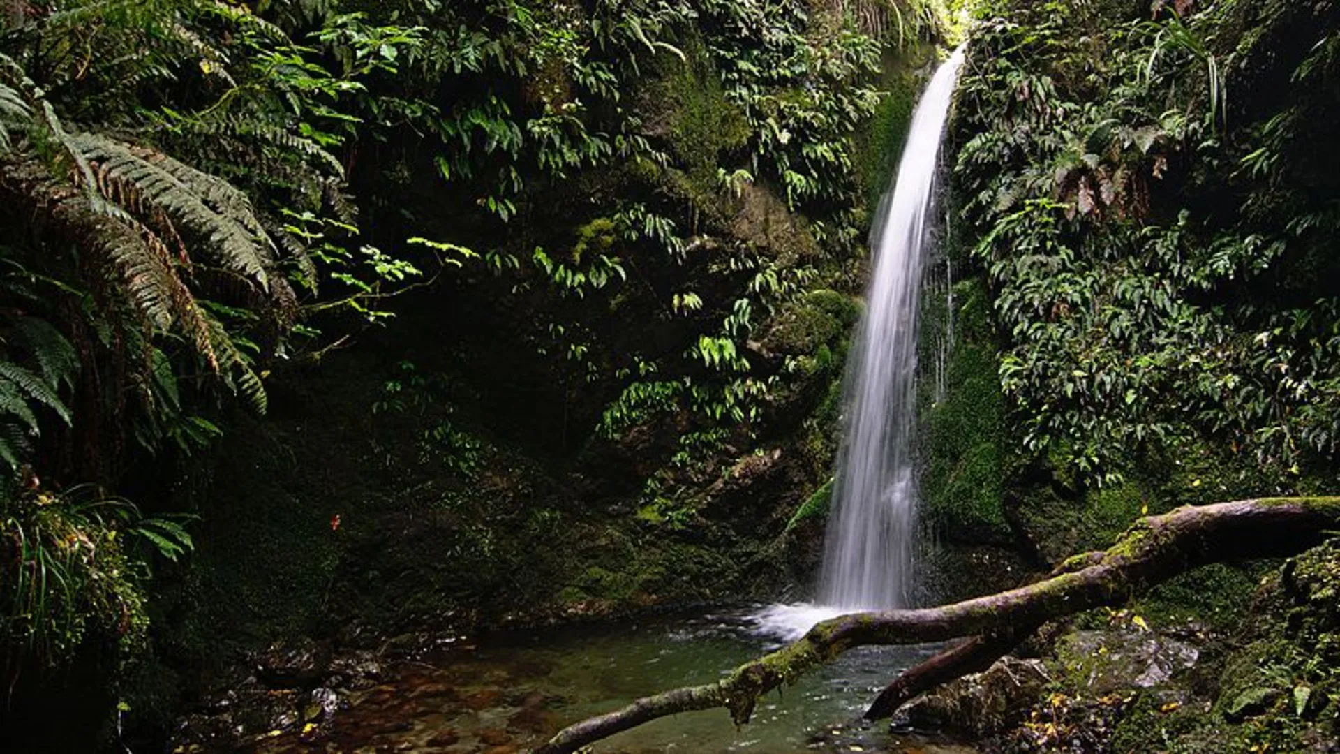 An image depicting the trail Emily Falls Track and its surrounding area.