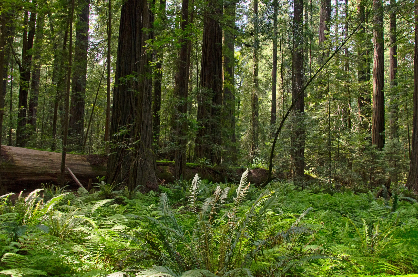 An image depicting the trail Founder's Grove Loop Trail and its surrounding area.