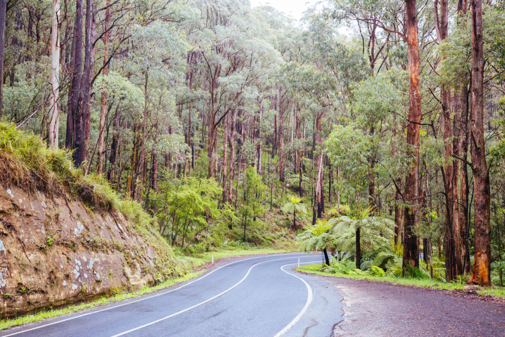 An image depicting the trail High Lead to Powelltown via Reids Tramline and its surrounding area.