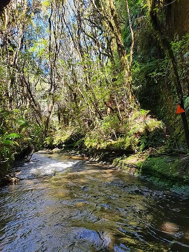 Tawarau Forest Tramping Track - Double Falls Track