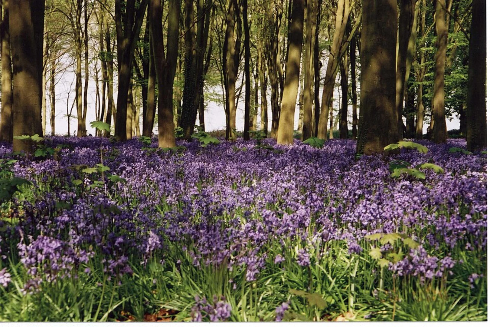 An image depicting the trail Coxwell Wood Loop - Great Coxwell and its surrounding area.