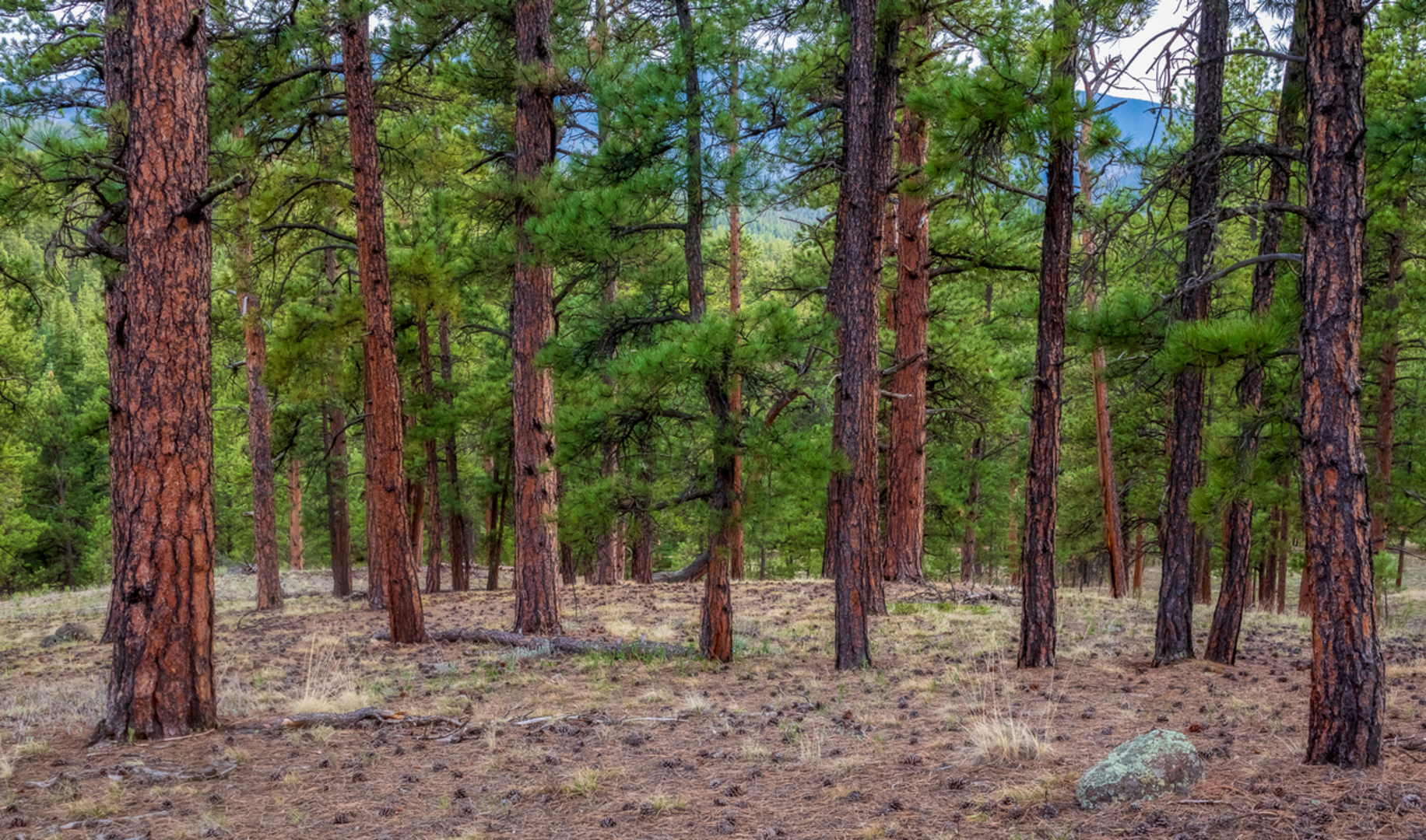 An image depicting the trail Tramway Trail and its surrounding area.