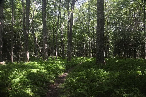 War Loop Trail