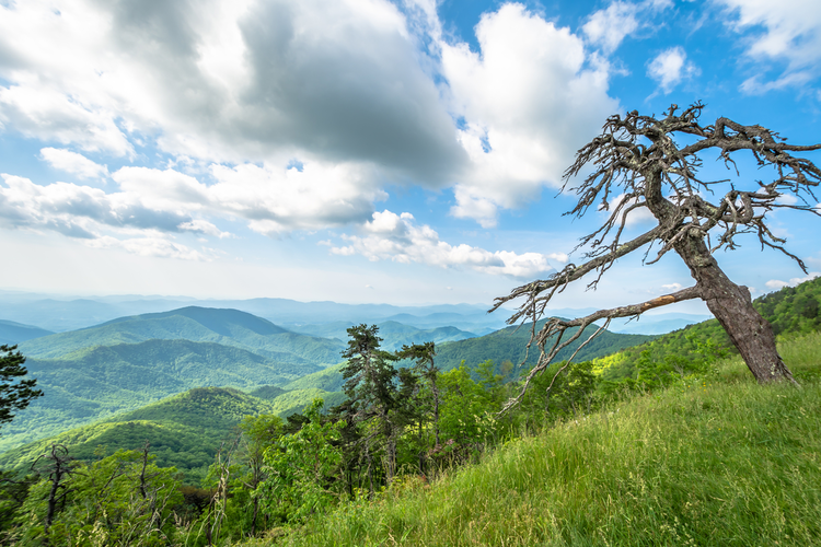 Laurel Fork Trail via Mackey Mountain Trail