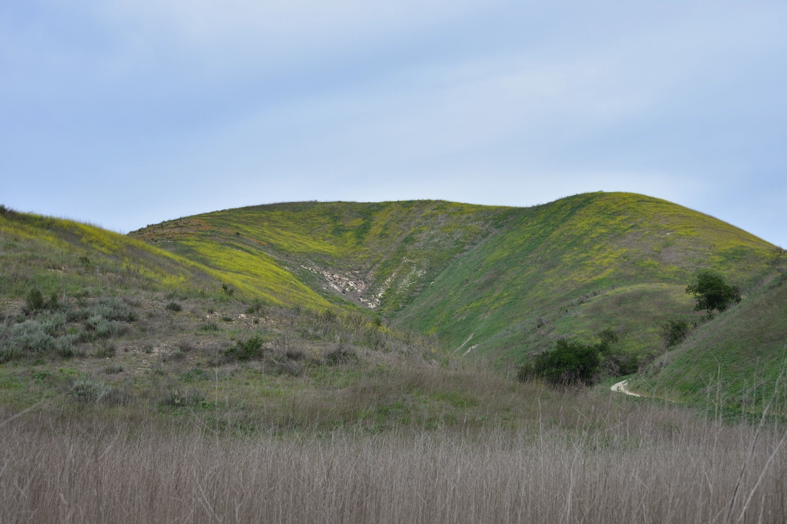 An image depicting the trail Palo Comado Canyon and Cheeseboro Canyon Loop Trail and its surrounding area.