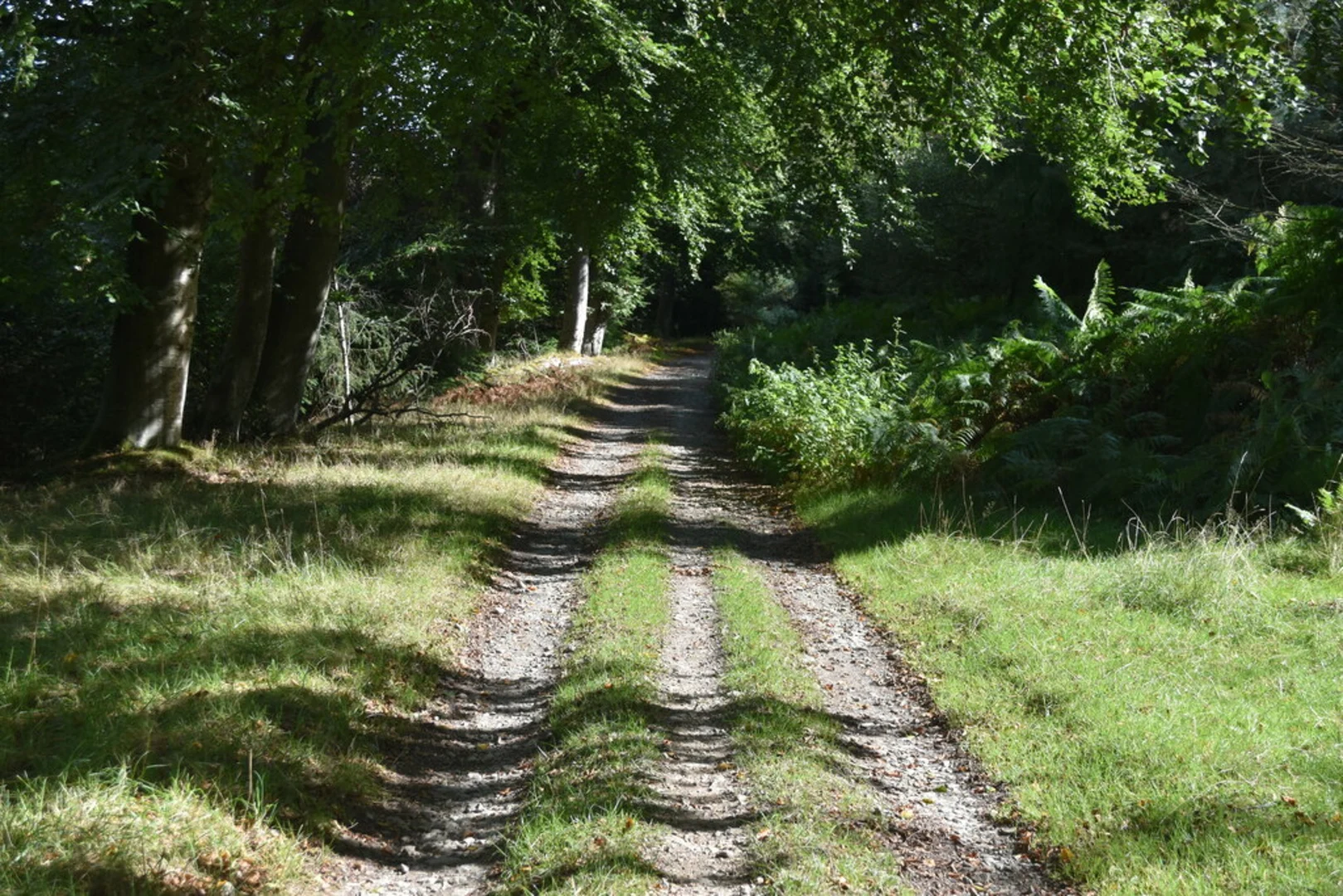 An image depicting the trail Bucknell Woods and its surrounding area.