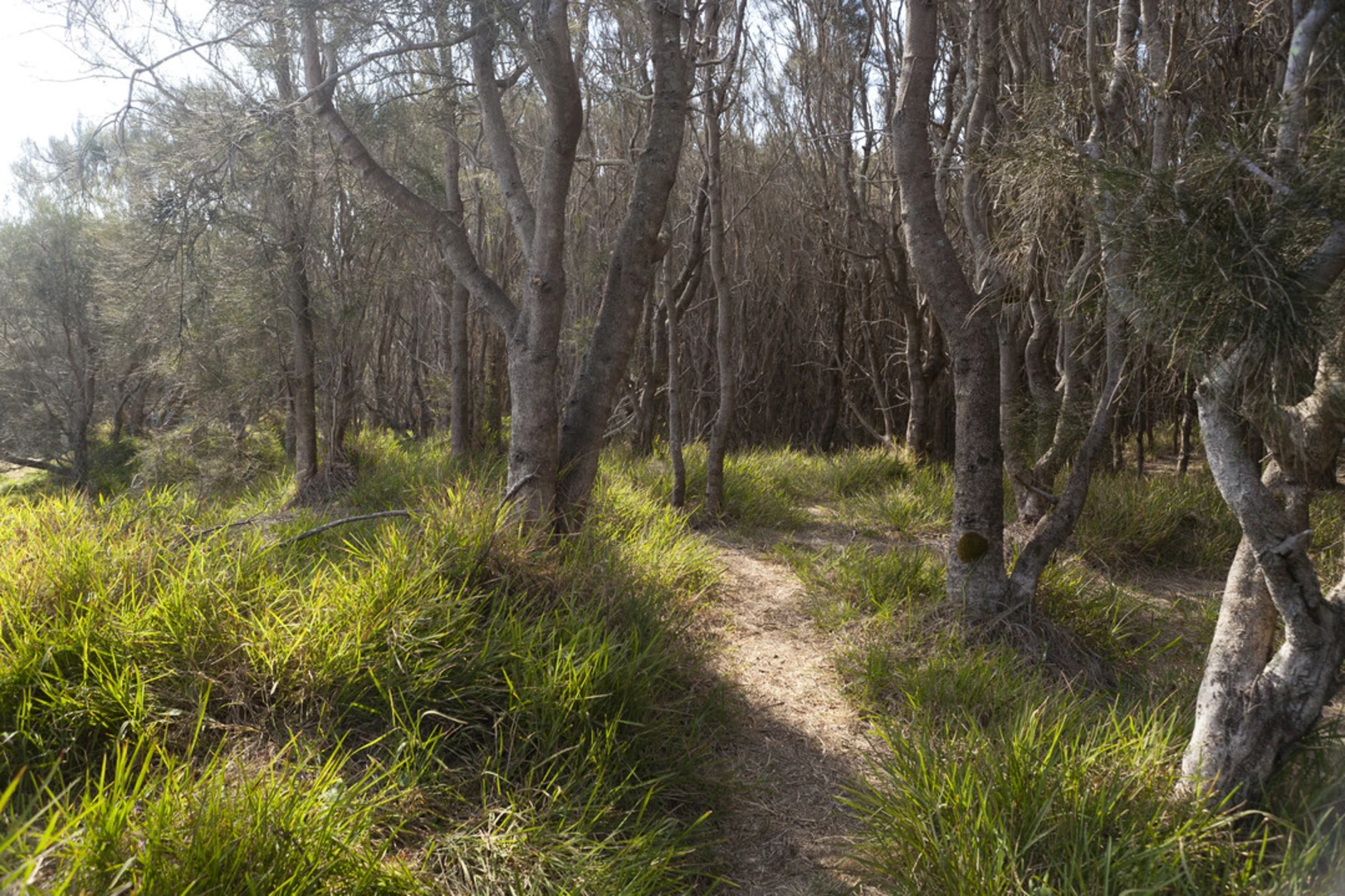 An image depicting the trail Murramarang Aboriginal Area Track and its surrounding area.