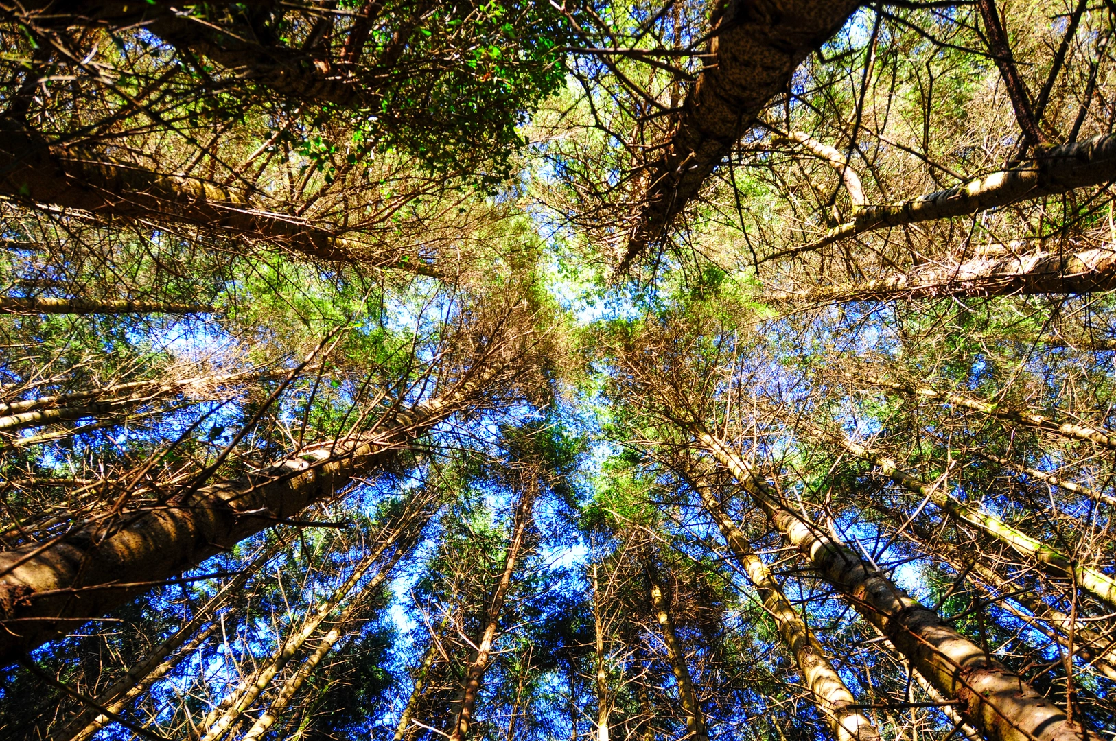An image depicting the trail Garryduff Woods Loop and its surrounding area.