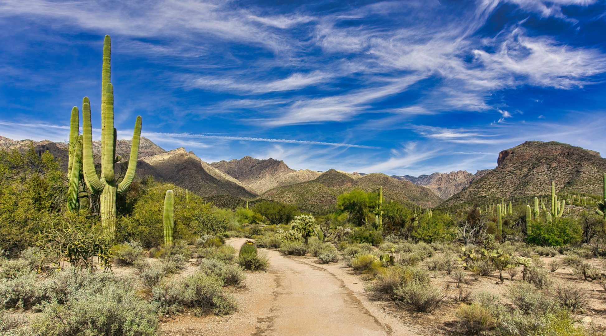 An image depicting the trail Sabino Canyon Trail and its surrounding area.