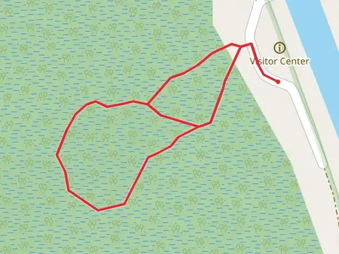 Dismal Swamp Boardwalk Loop