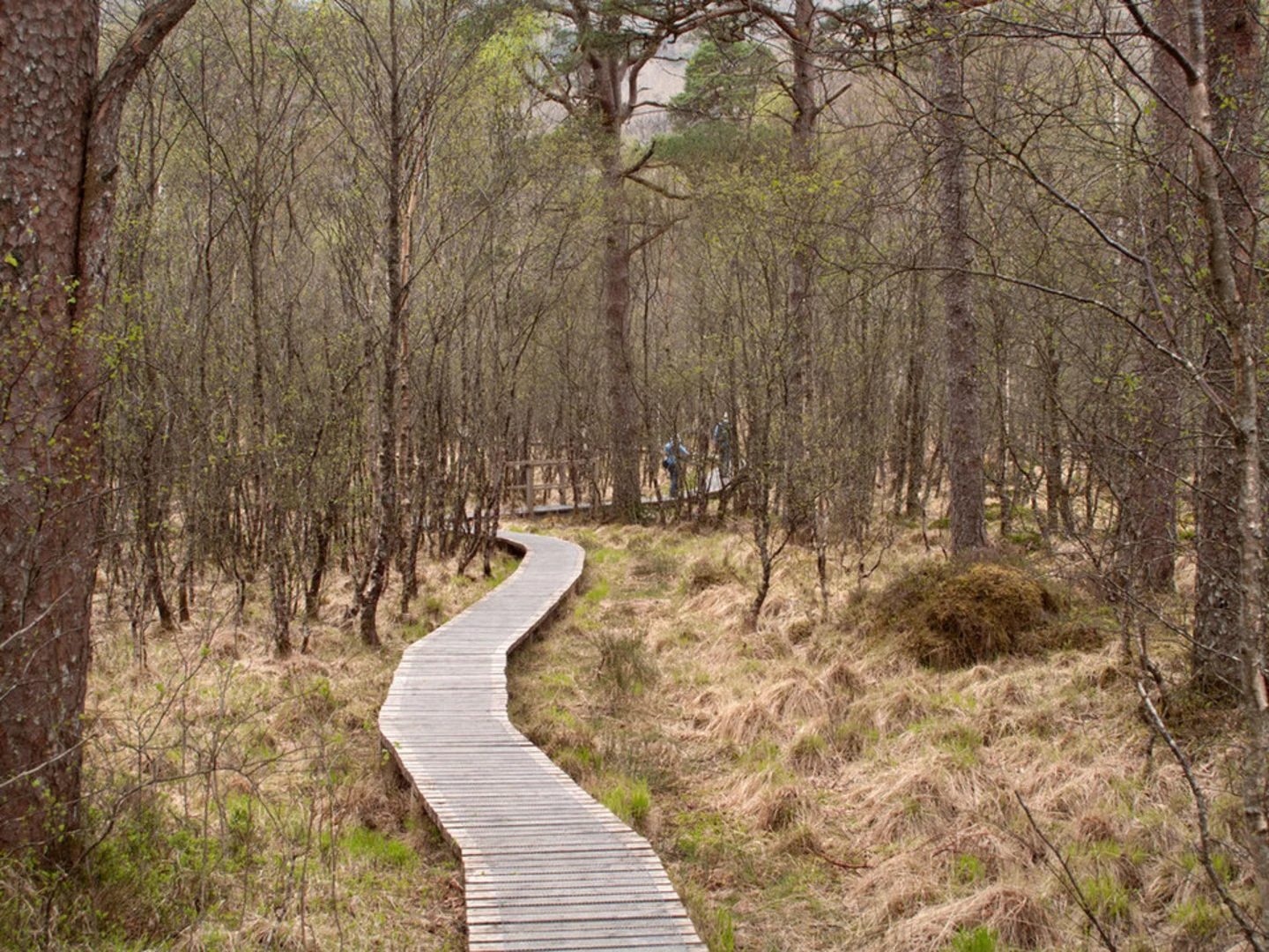 Ariundle Loop Trail | Highland | Scotland
