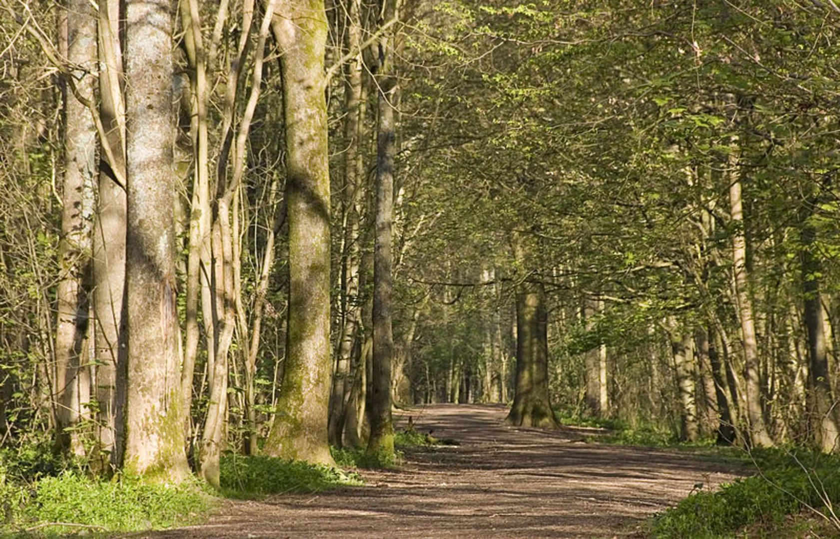 An image depicting the trail Stanmer Park Walk and its surrounding area.
