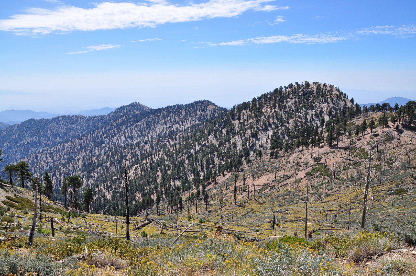An image depicting the trail South Mount Hawkins Loop Trail and its surrounding area.