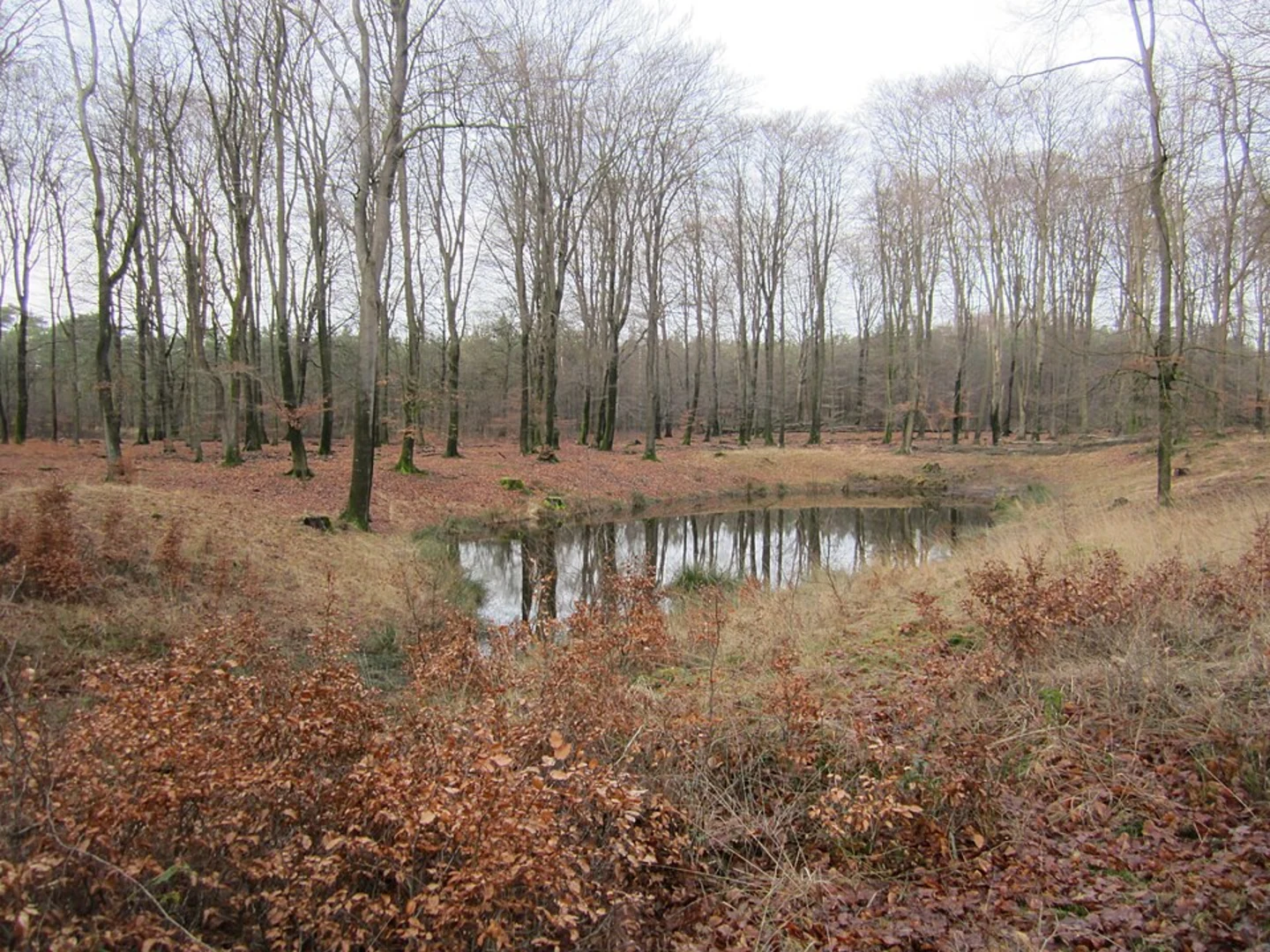 An image depicting the trail Gortelsche Bosch and Prinsenkuil Loop and its surrounding area.