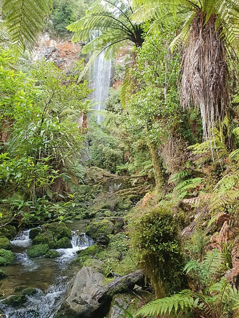 An image depicting the trail Tupapakurua Falls Track and its surrounding area.