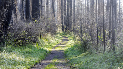 Meadow Trail and Old Pine Loop Trail