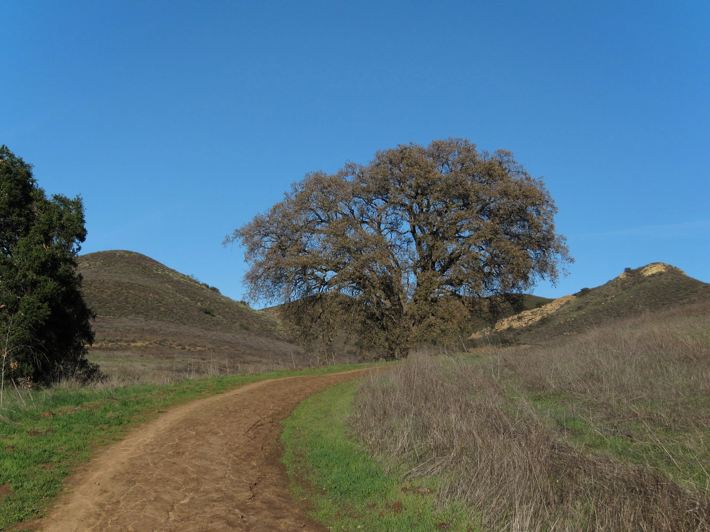 An image depicting the trail Albertson Walk and its surrounding area.