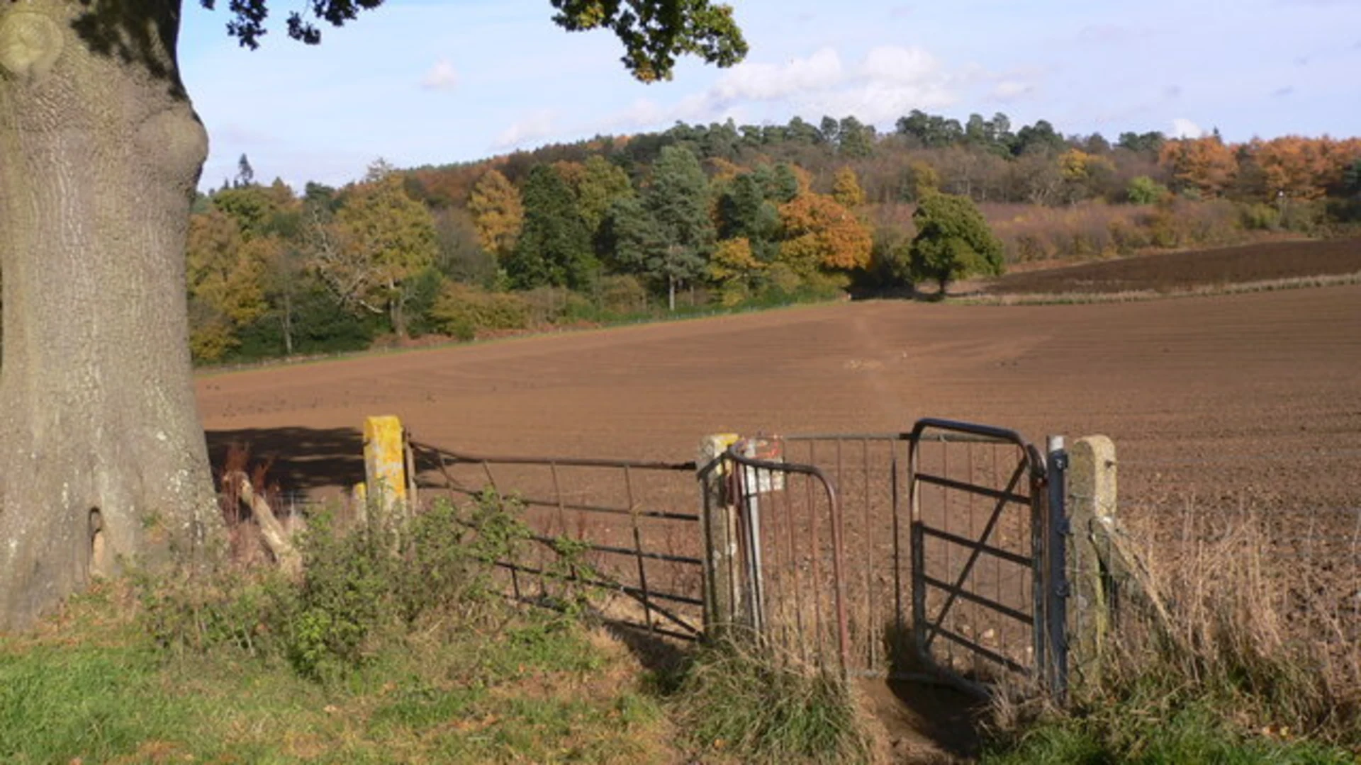 An image depicting the trail Hydon's Ball and Hydon Heath Loop and its surrounding area.