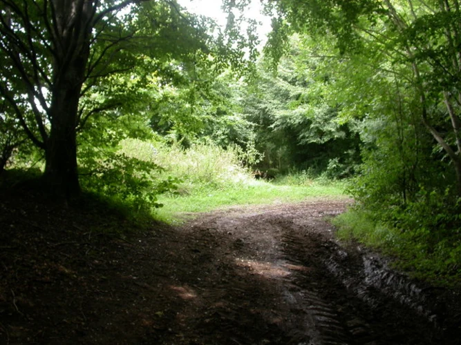 Monkton Up Wimborne to Pentridge Walk