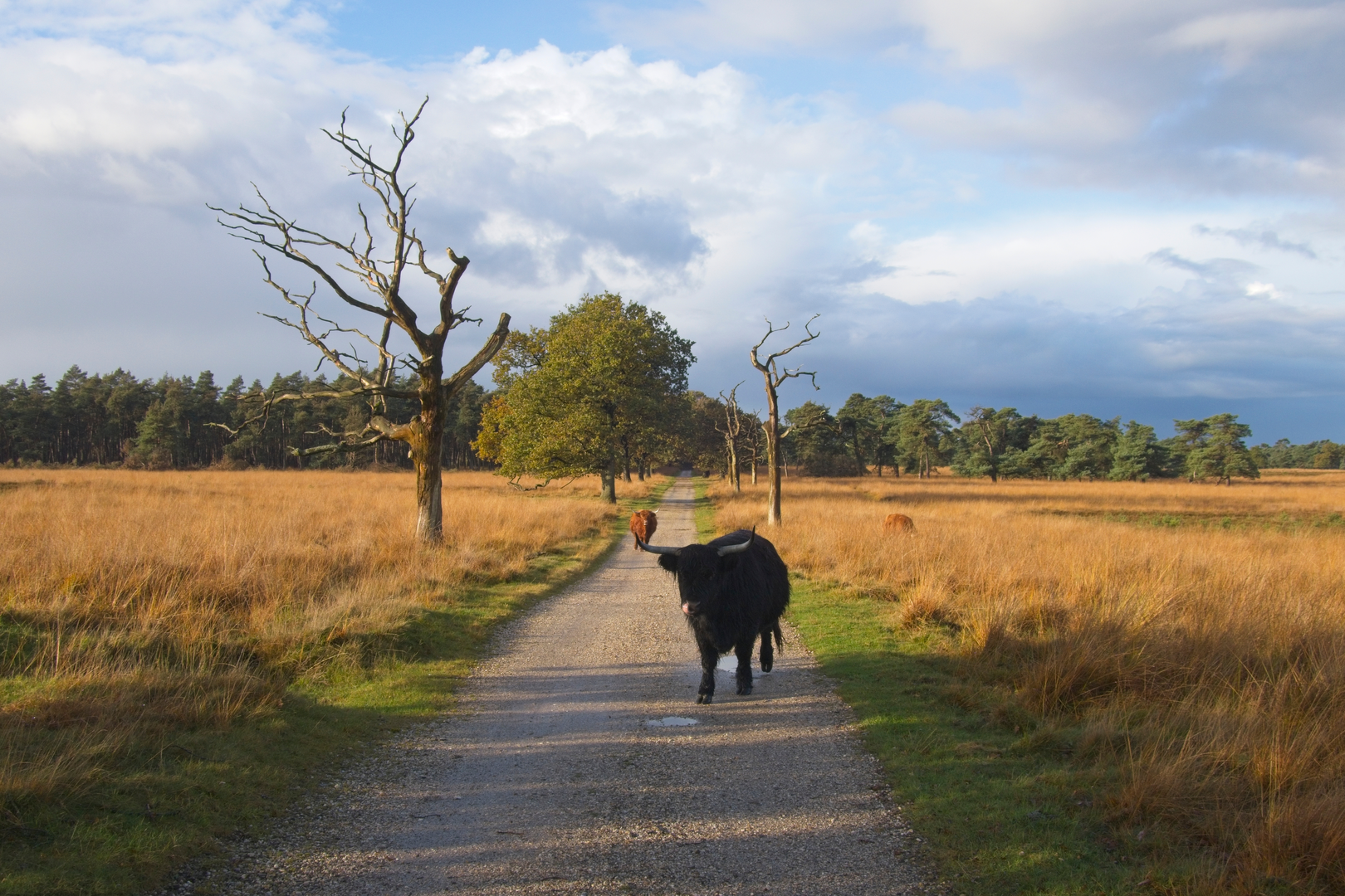 An image depicting the trail Kleine Heide, Bruine Berg and Hartenhulberg Loop and its surrounding area.