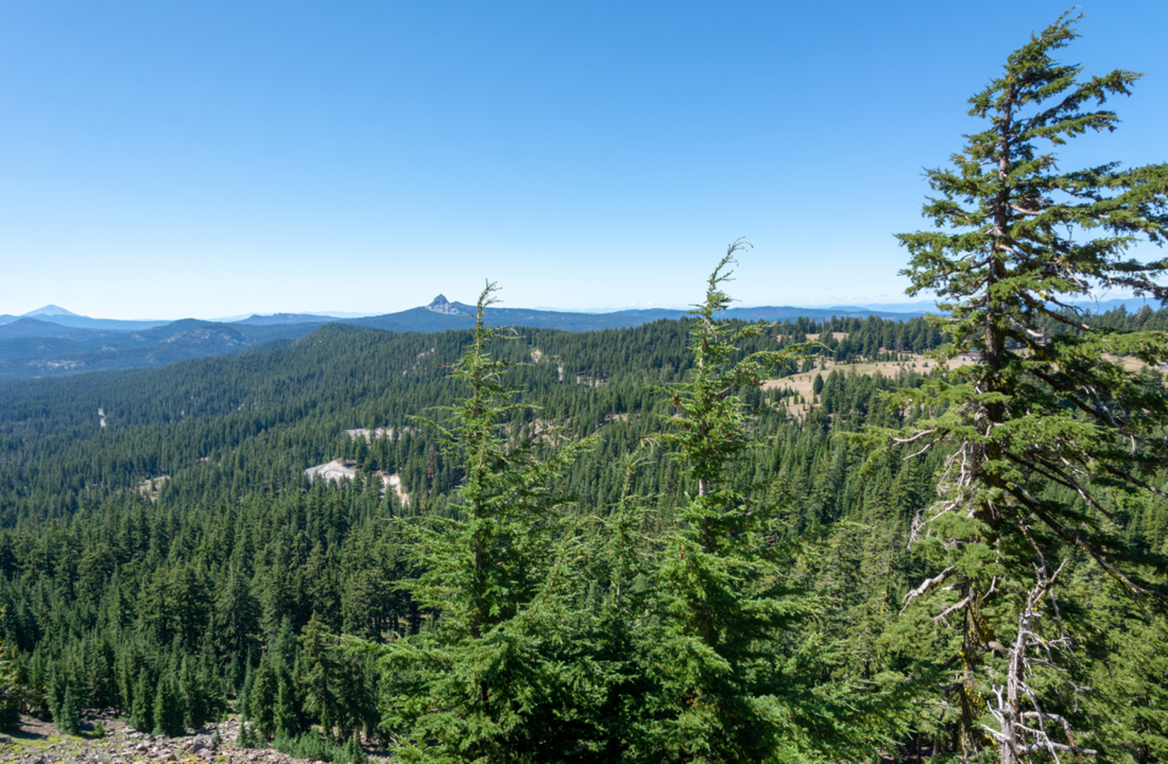 An image depicting the trail Redwood Creek Trail and its surrounding area.