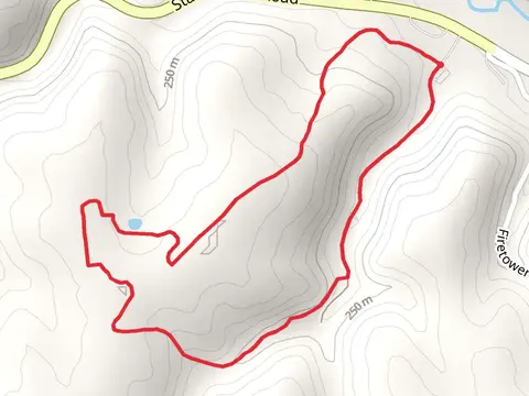 White Pine and Forester Loop