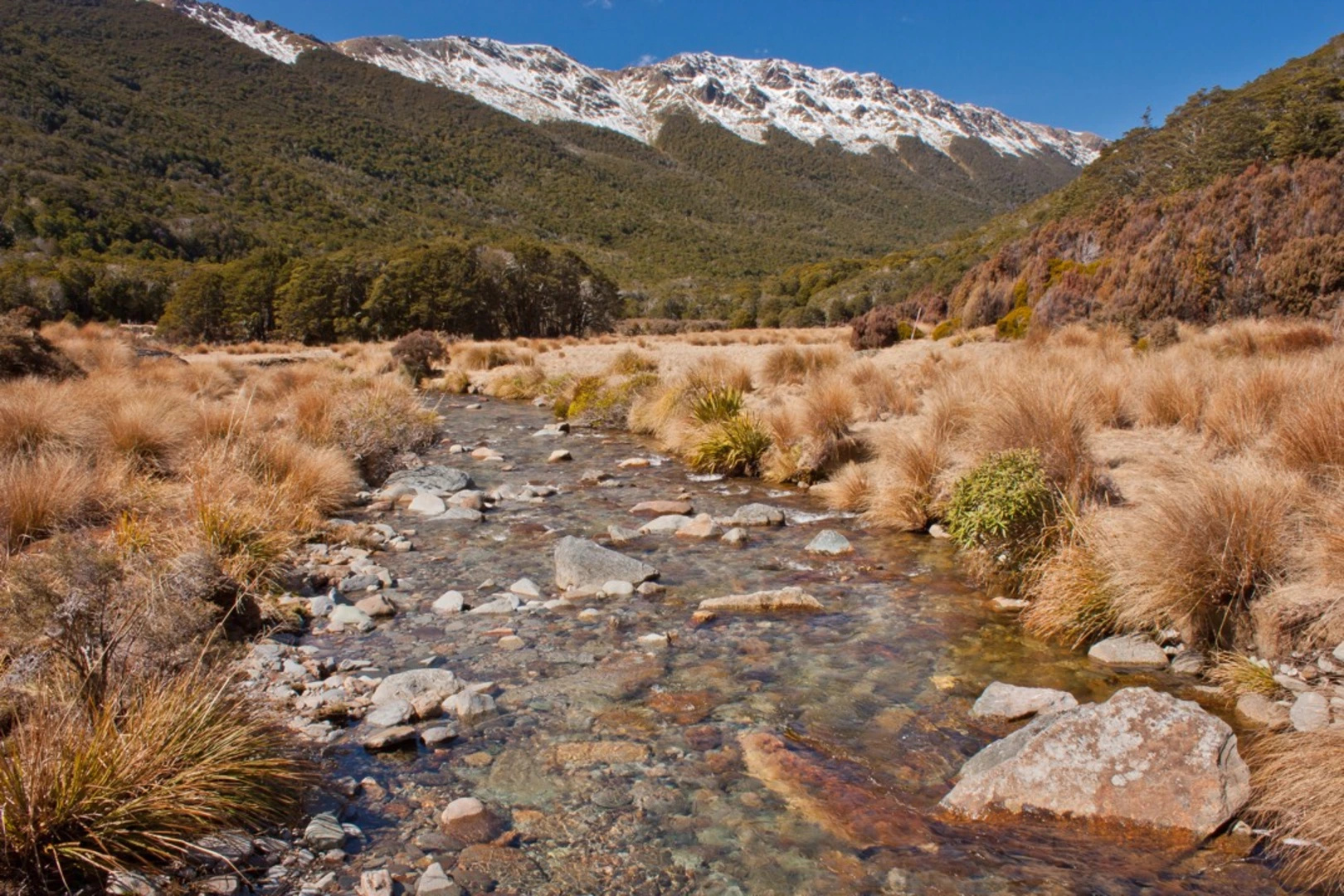 An image depicting the trail Biggs Tops and its surrounding area.