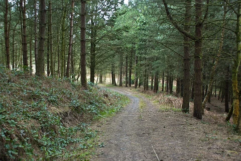 Daresbury Country Park Loop