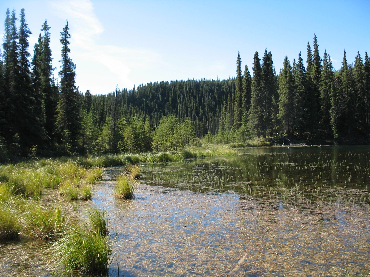 An image depicting the trail Horseshoe Lake Loop and its surrounding area.