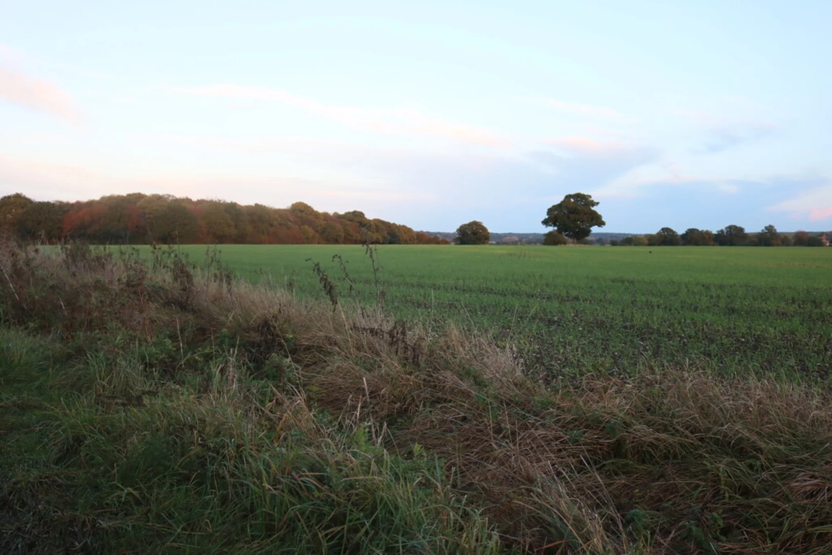 An image depicting the trail Padham's Green, Kitchen Wood and Lodge Wood Loop and its surrounding area.