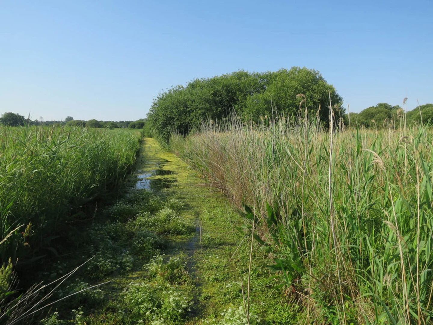 An image depicting the trail Woodwalton Fen Loop and its surrounding area.