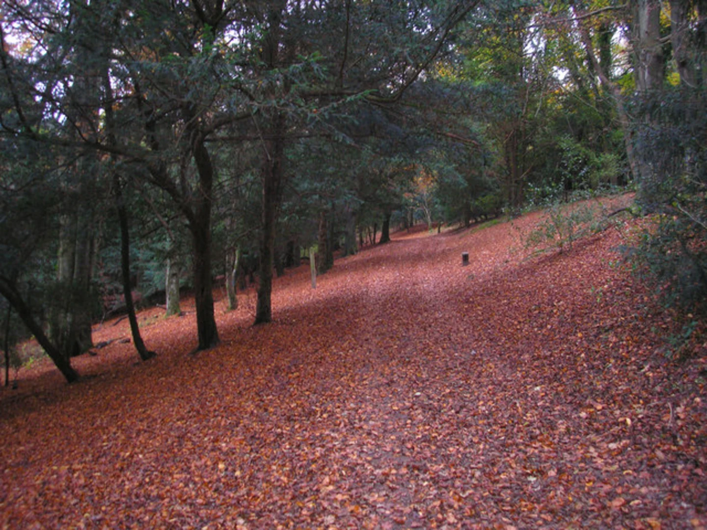 An image depicting the trail Millenium Cairn to Happy Valley Park Loop and its surrounding area.