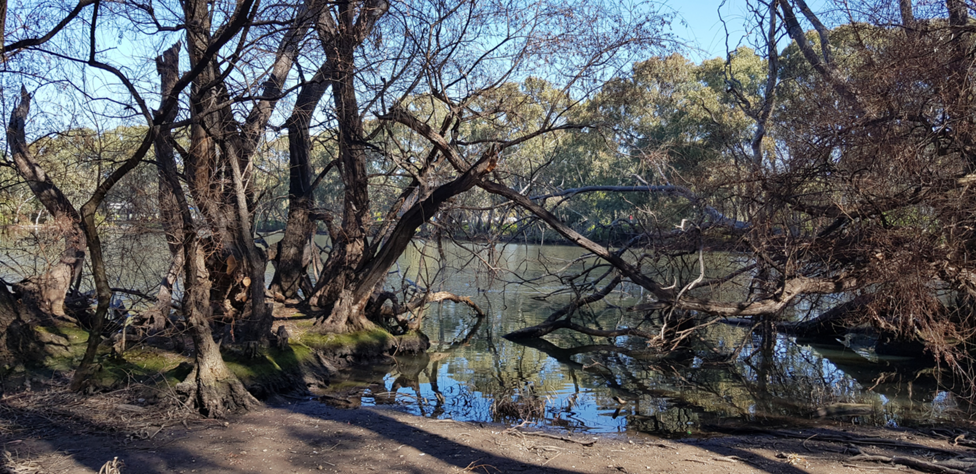 An image depicting the trail Wynn Vale to Valley View Walking Path and its surrounding area.