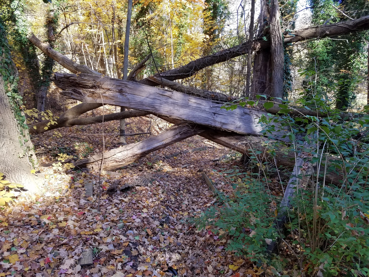 An image depicting the trail Smedley Park Loop and its surrounding area.