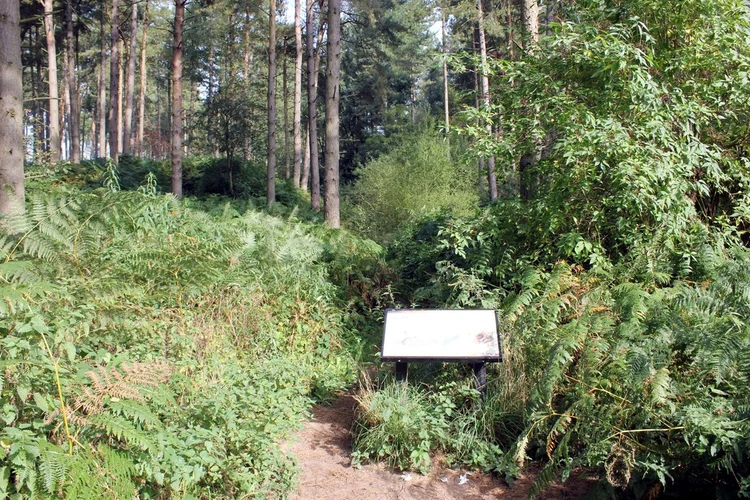 Utkinton Loop