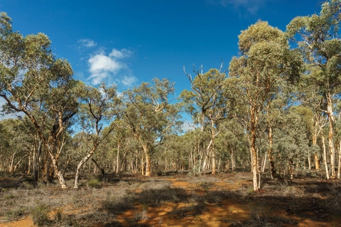 Woylie Walk