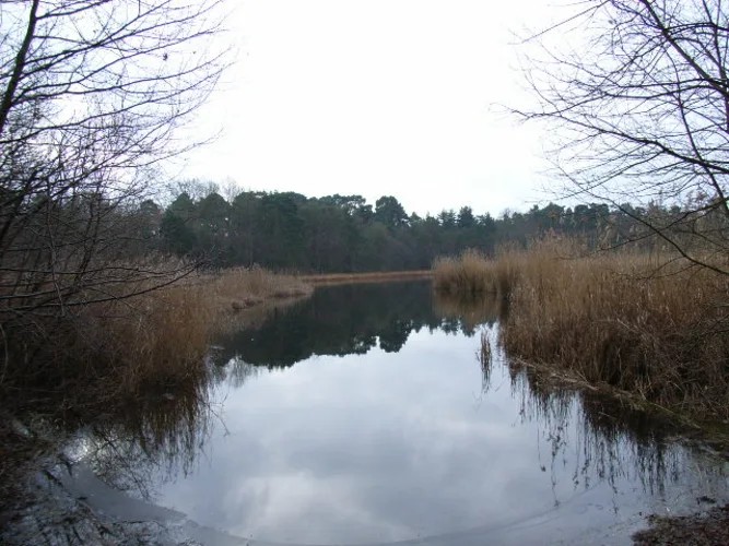 Martin's Heron to Ascot via Englemere Pond and Ascot Heath