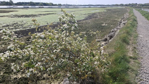 Chidham & Cobnor seafront