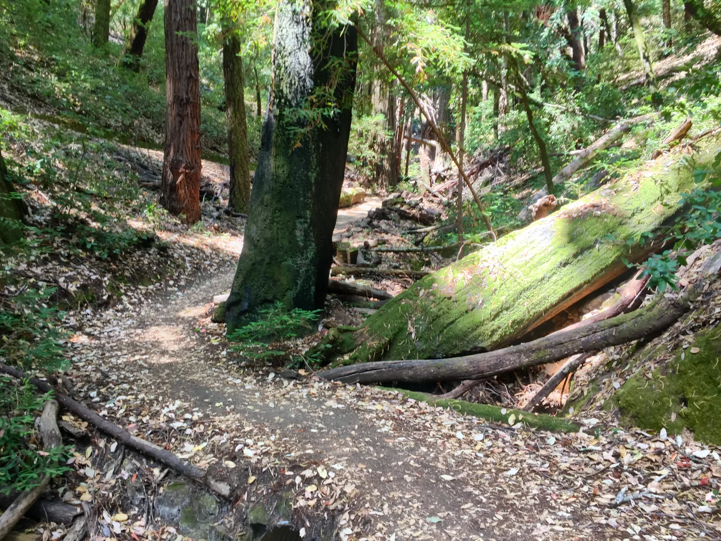 An image depicting the trail Chinquapin Trail, Miramontes Trail and Skyline Trail Loop and its surrounding area.