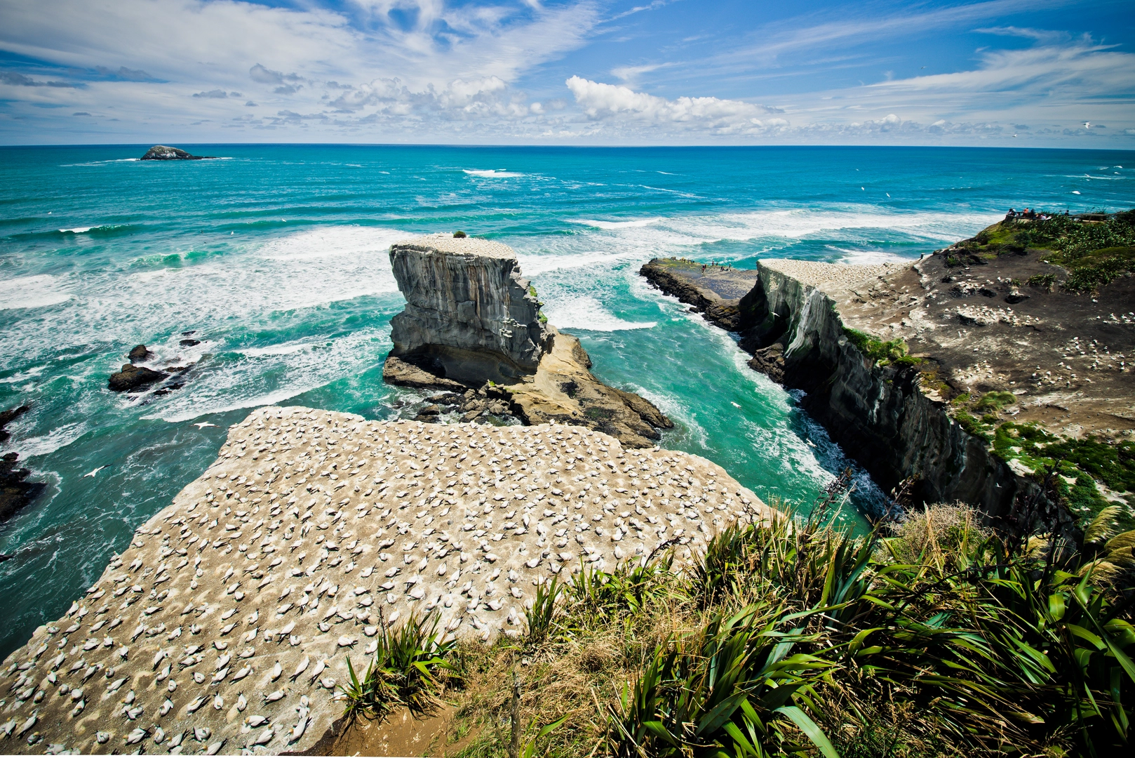 An image depicting the trail Muriwai Beach and Gannet Colony and its surrounding area.