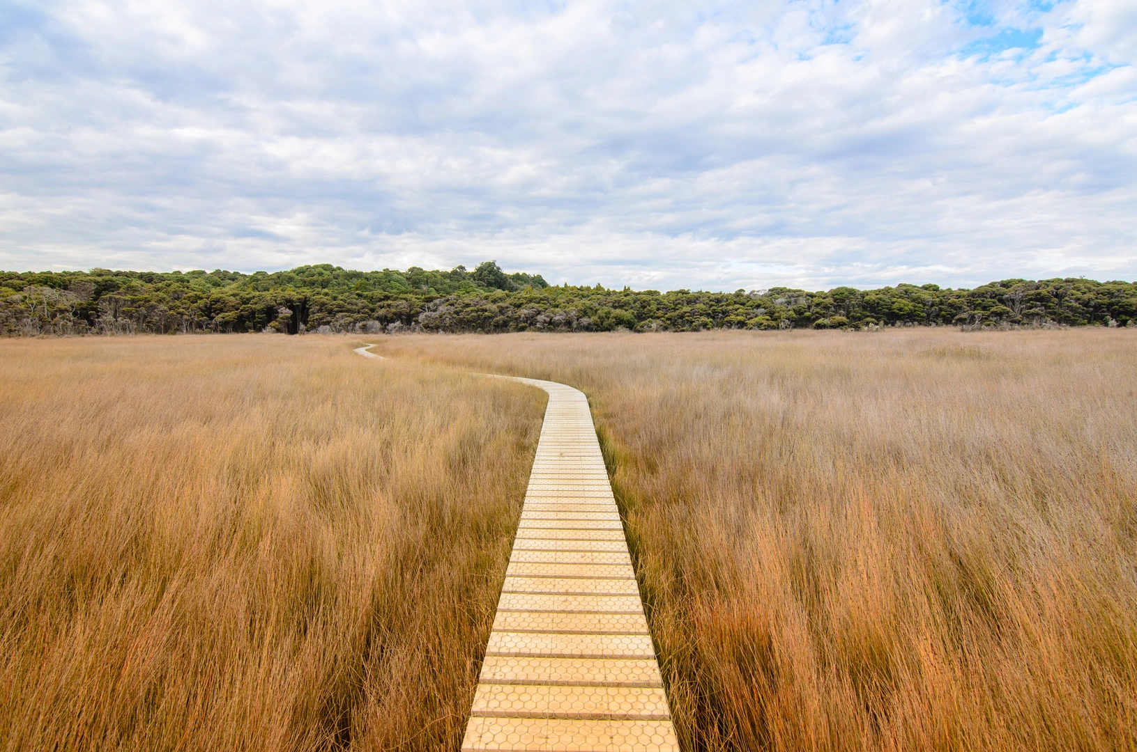 An image depicting the trail Tautuku Walk - Tautuku Estuary Boardwalk and its surrounding area.
