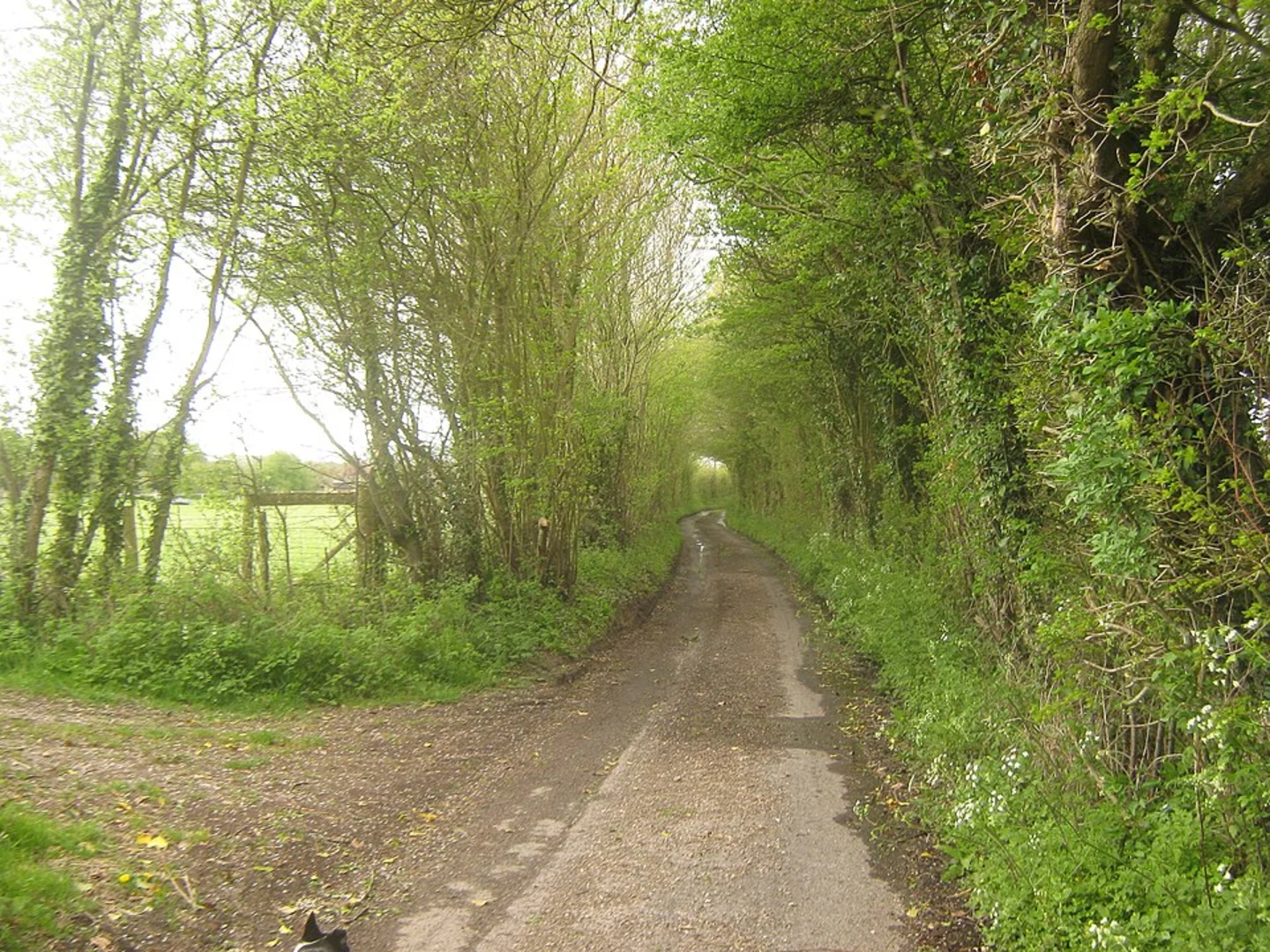 An image depicting the trail Wye to Lyminge Walk and its surrounding area.