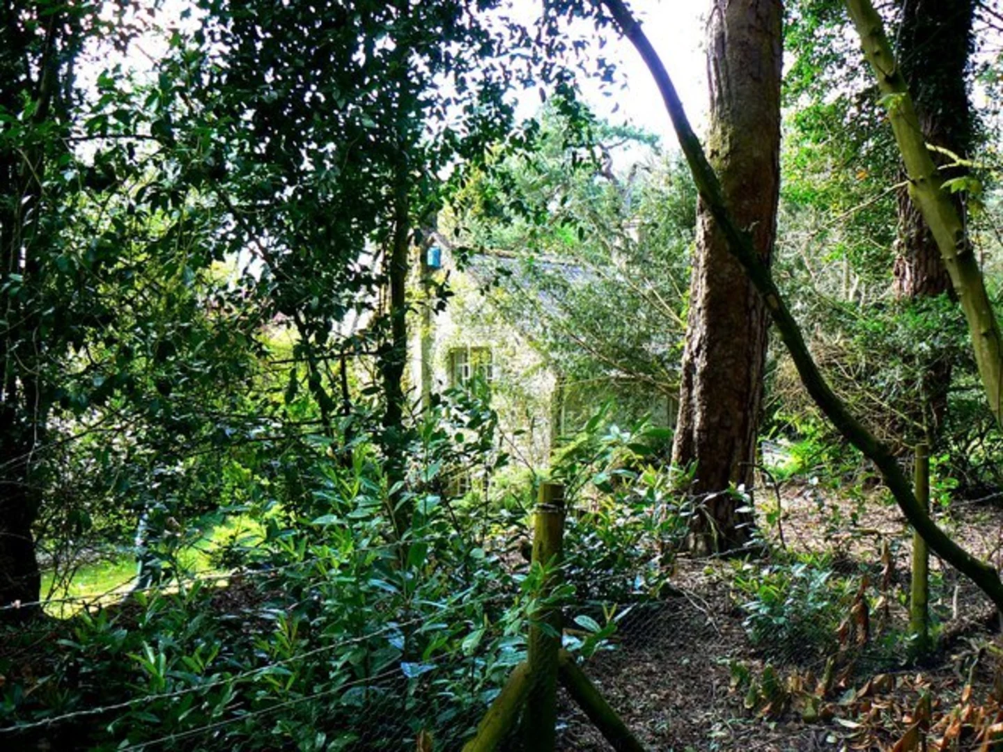 An image depicting the trail Badbury Clump and its surrounding area.