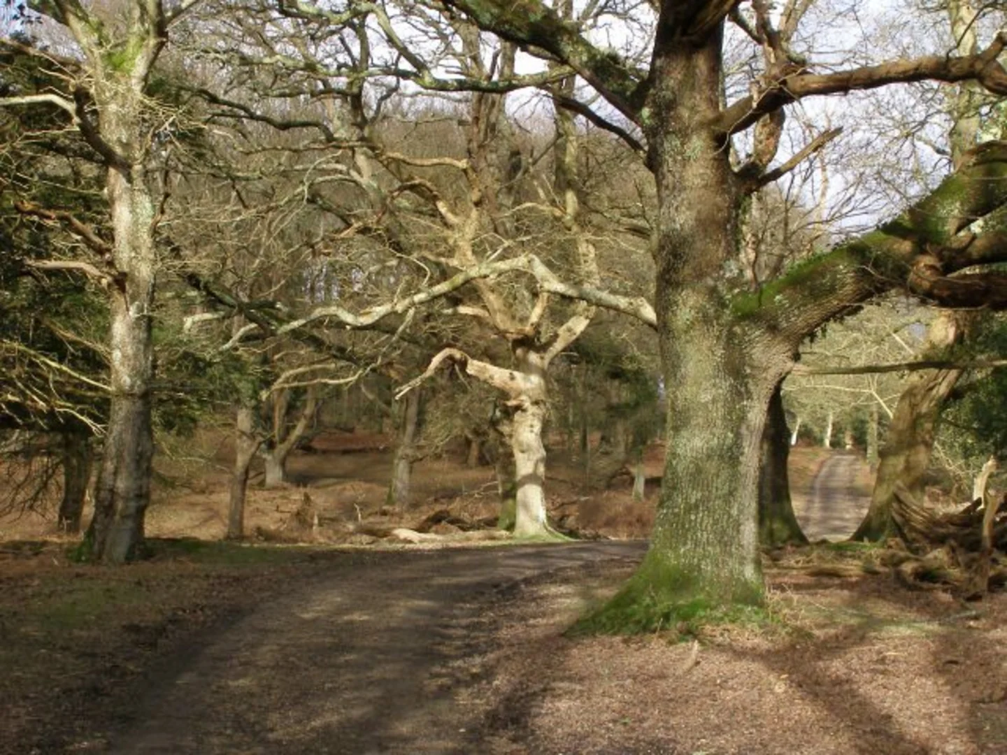 An image depicting the trail Ragged Boys Hill Loop and its surrounding area.