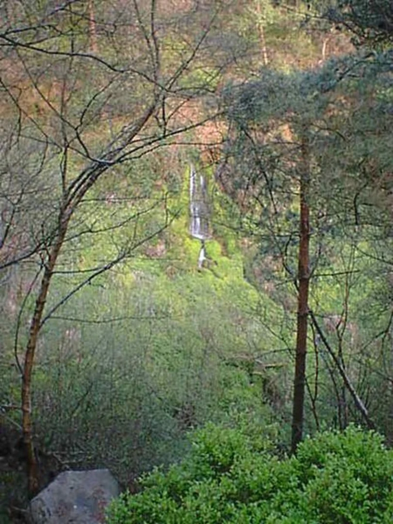 An image depicting the trail Bunker's Hill Wood and Hell Bank Plantation Walk and its surrounding area.