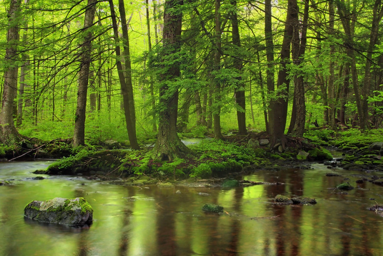 An image depicting the trail Thunder Swamp Loop Trail and its surrounding area.
