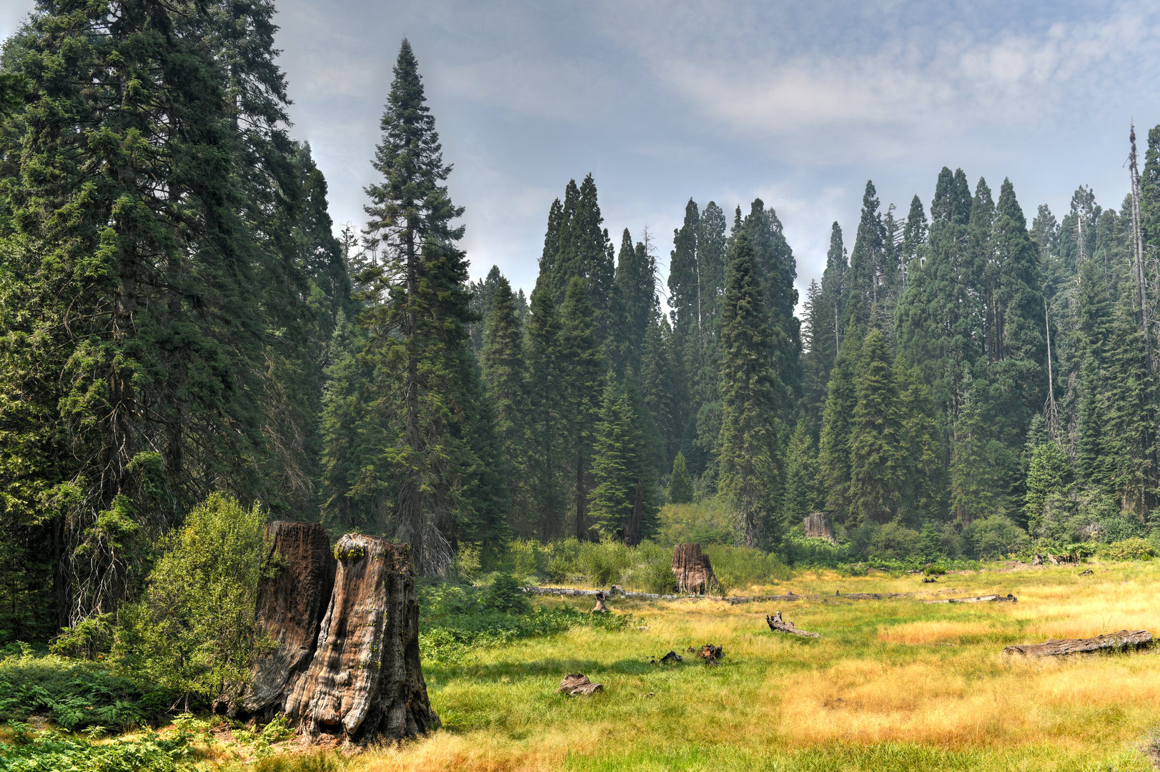 An image depicting the trail Big Stump Trail and its surrounding area.