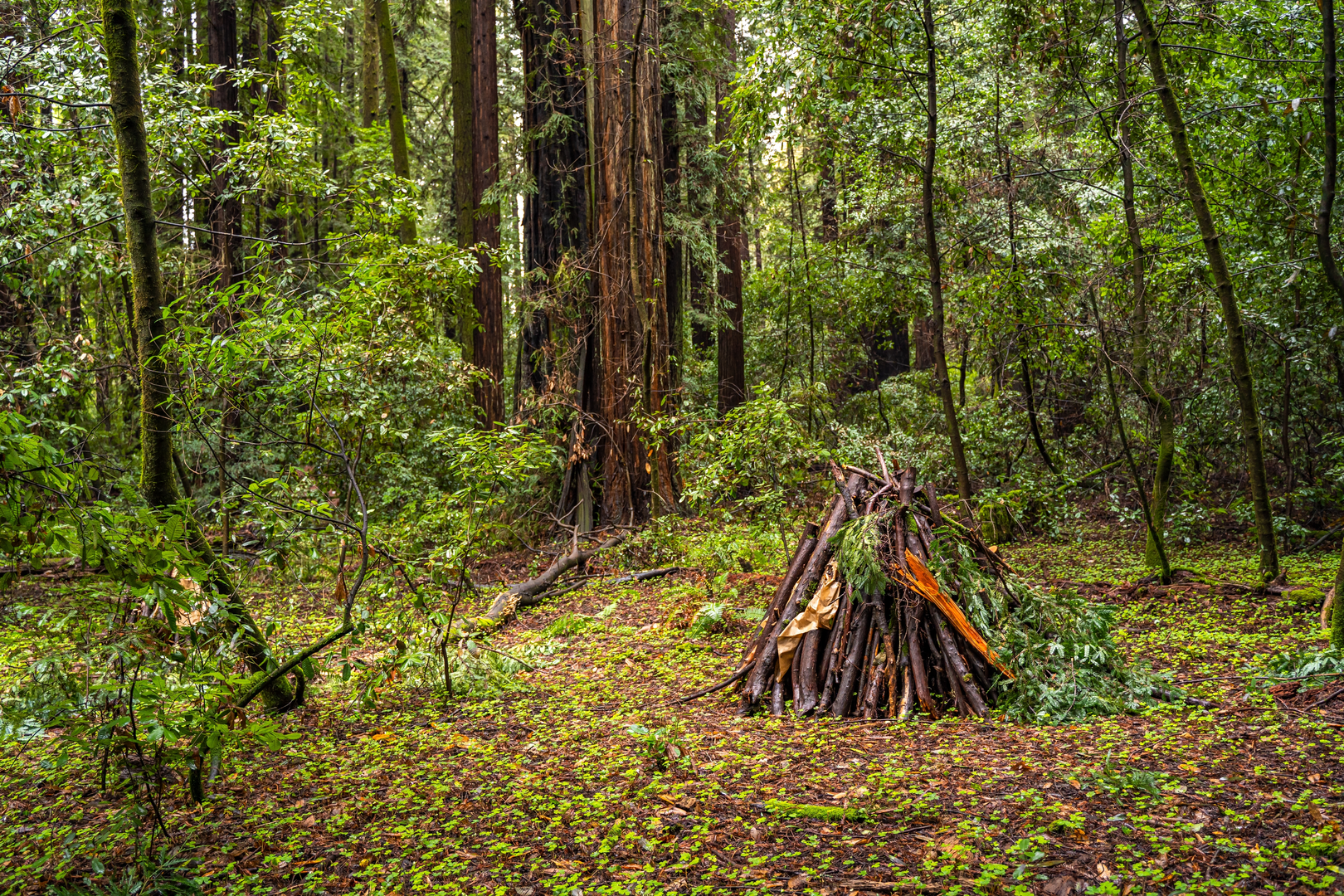 An image depicting the trail Redwood Grove, Eagle Creek and Pipeline Road Loop and its surrounding area.